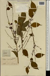 Olea dioica Roxb., Зарубежная Азия (ASIA) (Малайзия)