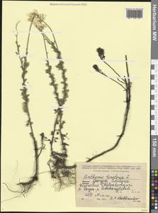 Cota tinctoria subsp. tinctoria, Кавказ, Грузия (K4) (Грузия)