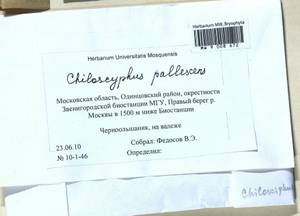 Chiloscyphus pallescens (Ehrh. ex Hoffm.) Dumort., Гербарий мохообразных, Мхи - Москва и Московская область (B6a) (Россия)