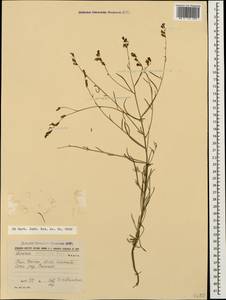 Linaria corifolia Desf., Кавказ, Армения (K5) (Армения)