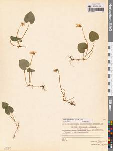 Viola epipsila subsp. repens (Turcz.) W.Becker, Сибирь, Чукотка и Камчатка (S7) (Россия)