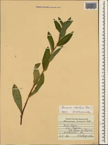 Яcтребинка мощная Fr., Крым (KRYM) (Россия)