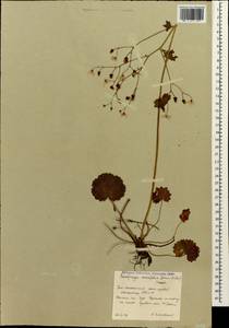 Saxifraga rotundifolia subsp. rotundifolia, Кавказ, Южная Осетия (K4b) (Южная Осетия)