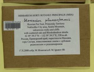 Calohypnum plumiforme (Wilson) Jan Kučera & Ignatov, Гербарий мохообразных, Мхи - Дальний Восток (без Чукотки и Камчатки) (B20) (Россия)