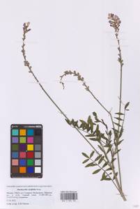 Эспарцет горошколистный Scop., Восточная Европа, Московская область и Москва (E4a) (Россия)