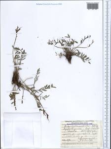 Astragalus rostratus C. A. Mey., Кавказ, Азербайджан (K6) (Азербайджан)