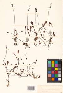 Drosera × obovata Mert. & W.D.J.Koch, Восточная Европа, Волжско-Камский район (E7) (Россия)