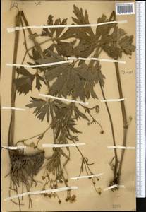 Ranunculus distans Wall. ex Royle, Средняя Азия и Казахстан, Западный Тянь-Шань и Каратау (M3)