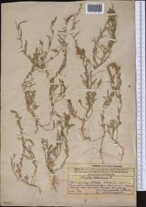 Лебеда татарская L., Средняя Азия и Казахстан, Прикаспийский Устюрт и Северное Приаралье (M8) (Казахстан)