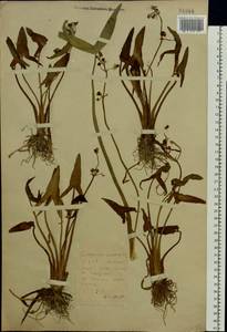 Стрелолист обыкновенный L., Восточная Европа, Белоруссия (E3a) (Белоруссия)