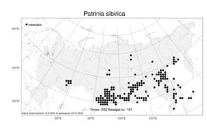 Patrinia sibirica, Патриния сибирская (L.) Juss., Атлас флоры России (FLORUS) (Россия)