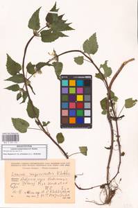 Яснотка белая, Глухая крапива, Кавказ, Грузия (K4) (Грузия)