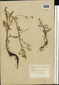 Жерушник болотный (L.) Besser, Восточная Европа, Средневолжский район (E8) (Россия)