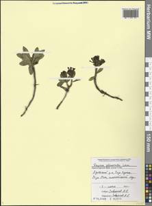 Волчеягодник сборный Lam., Кавказ, Краснодарский край и Адыгея (K1a) (Россия)