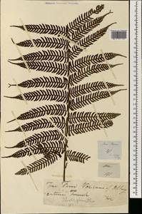 Cyathea contaminans (Wall. ex Hook.) Copel., Зарубежная Азия (ASIA) (Филиппины)