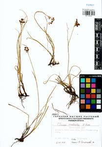 Juncus persicus subsp. libanoticus (Thiébaut) Novikov & Snogerup, Сибирь, Алтай и Саяны (S2) (Россия)