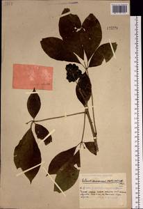 Элеутерококк колючий (Rupr. & Maxim.) Maxim., Сибирь, Дальний Восток (S6) (Россия)