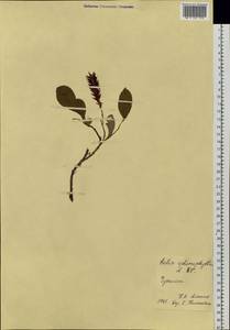 Ива клинолистная, Ива клиновидная A.K.Skvortsov, Сибирь, Чукотка и Камчатка (S7) (Россия)