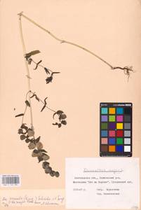 MHA 0 162 086, Rhinanthus serotinus var. vernalis (N. W. Zinger) Janch., Восточная Европа, Центральный лесостепной район (E6) (Россия)