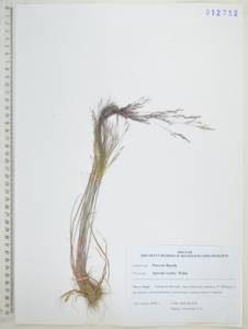 Полевица шероховатая Willd., Сибирь, Дальний Восток (S6) (Россия)