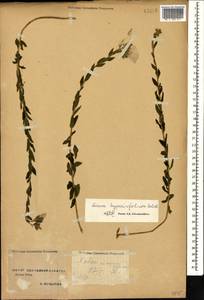 Лен зверобоелистный Salisb., Кавказ, Ставропольский край, Карачаево-Черкесия, Кабардино-Балкария (K1b) (Россия)