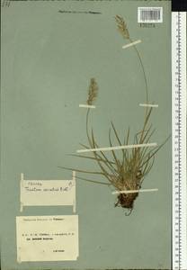 Koeleria spicata (L.) Barberá, Quintanar, Soreng & P.M.Peterson, Сибирь, Чукотка и Камчатка (S7) (Россия)