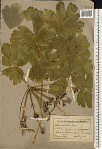 Лазурник трехлопастный (L.) Borkh., Восточная Европа, Нижневолжский район (E9) (Россия)