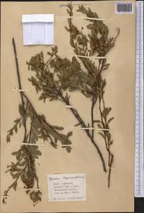 Спирея зверобоелистная, Таволга зверобоелистная L., Средняя Азия и Казахстан, Западный Тянь-Шань и Каратау (M3) (Киргизия)