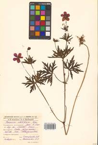 Герань побегоносная Kom., Сибирь, Дальний Восток (S6) (Россия)