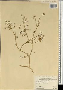 Elwendia cylindrica (Boiss. & Hausskn.) Pimenov & Kljuykov, Зарубежная Азия (ASIA) (Иран)