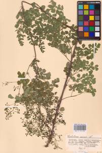 Bасилисник малый L., Восточная Европа, Нижневолжский район (E9) (Россия)