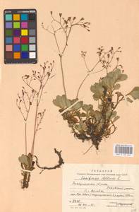 Micranthes stellaris subsp. stellaris, Восточная Европа, Западно-Украинский район (E13) (Украина)