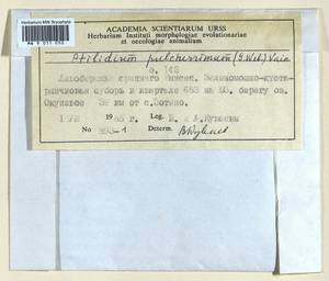Ptilidium pulcherrimum (Weber) Vain., Гербарий мохообразных, Мхи - Красноярский край, Тыва и Хакасия (B17) (Россия)