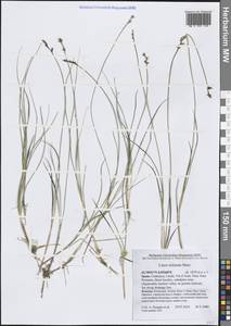 Осока ежисто-колючая Murray, Западная Европа (EUR) (Испания)