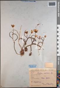 Тюльпан двуцветковый Pall., Средняя Азия и Казахстан, Каракумы (M6) (Туркмения)