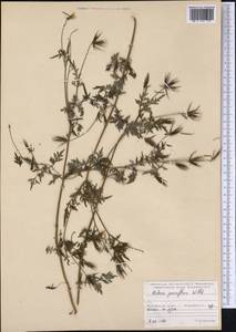 Череда мелкоцветковая Willd., Сибирь, Дальний Восток (S6) (Россия)