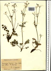 Aegopodium komarovii (Karjagin) Pimenov & Zakharova, Кавказ, Азербайджан (K6) (Азербайджан)