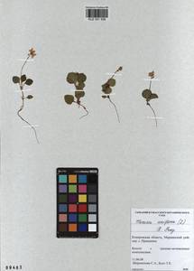 KUZ 001 936, Одноцветка крупноцветковая (L.) A. Gray, Сибирь, Алтай и Саяны (S2) (Россия)