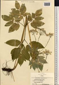 Сныть обыкновенная L., Восточная Европа, Московская область и Москва (E4a) (Россия)