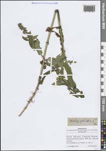 Чистец болотный L., Восточная Европа, Средневолжский район (E8) (Россия)