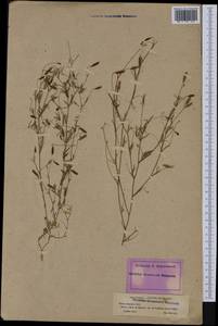 Vicia parviflora Cav., Западная Европа (EUR) (Франция)