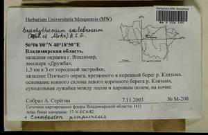 Brachythecium salebrosum (Hoffm. ex F. Weber & D. Mohr) Schimp., Гербарий мохообразных, Мхи - Центральное Нечерноземье (B6) (Россия)
