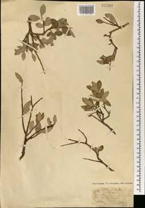 Ива сизая L., Монголия (MONG) (Монголия)