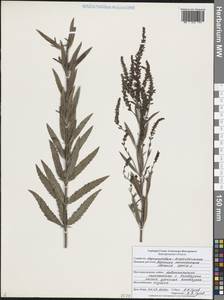 Вероника ненастоящая, Вероника сомнительная L., Восточная Европа, Центральный лесостепной район (E6) (Россия)