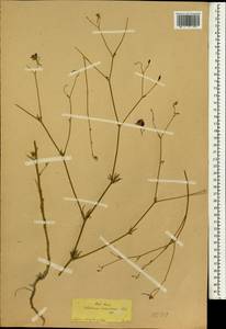 Delphinium consolida subsp. divaricatum (Ledeb.) A. Nyár., Зарубежная Азия (ASIA) (Турция)