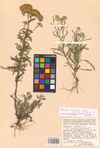 Achillea micrantha × leptophylla, Средняя Азия и Казахстан, Прикаспийский Устюрт и Северное Приаралье (M8) (Казахстан)
