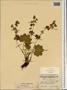 Манжетка винная Juz., Крым (KRYM) (Россия)