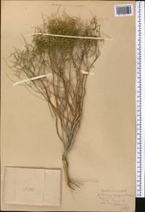 Полынь джунгарская Schrenk, Средняя Азия и Казахстан, Муюнкумы, Прибалхашье и Бетпак-Дала (M9) (Казахстан)