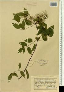 Clematis gouriana Roxb., Зарубежная Азия (ASIA) (Индия)