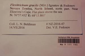 MW 9 111 193, Flexitrichum gracile (Mitt.) Ignatov & Fedosov, Гербарий мохообразных, Мхи - Архангельская и Вологодская области, Коми, Ненецкий АО (B7) (Россия)
